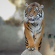 Tiger King